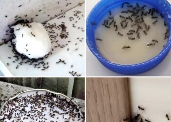 9 natuurlijke trucjes om mieren uit je huis te houden!
