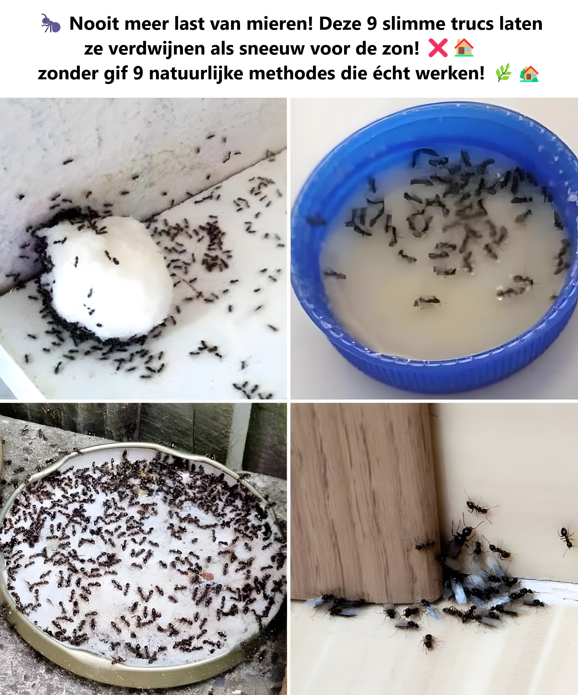 9 natuurlijke trucjes om mieren uit je huis te houden!