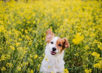 Let goed op: deze tuinplanten zijn giftig voor honden