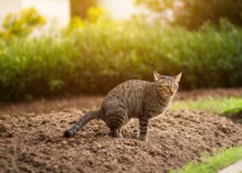 Burenruzie: ‘Elke dag poept de kat van de buren in mijn tuin. De camera’s liegen niet.’
