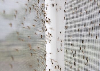 Dit zijn de beste tips tegen muggen in je kamer (die je nog niet kent)