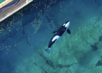 Hartverscheurende beelden tonen orka’s gestrand in gesloten waterpark, maanden nadat het zijn deuren…