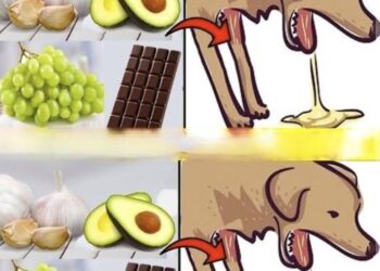 22 voedingsmiddelen die schadelijk kunnen zijn voor je hond