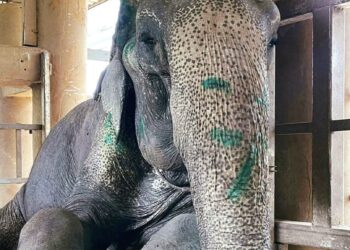 Na 85 jaar gevangenschap: zo reageert deze olifant wanneer ze eindelijk vrijheid proeft