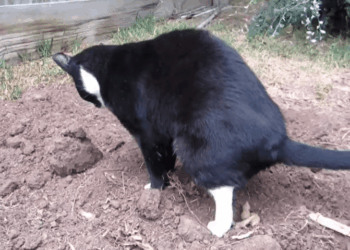 Doen alle katten uit de buurt altijd hun behoefte in jouw tuin? Met deze diervriendelijke oplossing is dat verleden tijd!