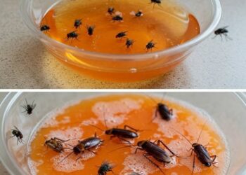 Met dit goedkoop huismiddeltje verdwijnen insecten binnen 5 minuten!