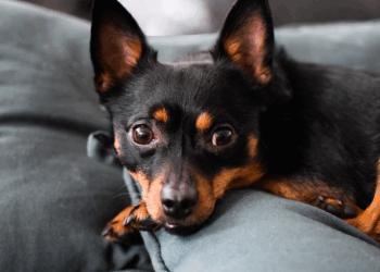 Dierenarts waarschuwen: “Dit is waarom er steeds vaker rode beten verschijnen op de buik van honden”