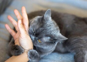 Let op! Dit betekent het als je graag wil bijten