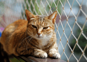 Komt er een kattennetplicht? Dit zijn de nieuwste plannen die katteneigenaren moeten weten