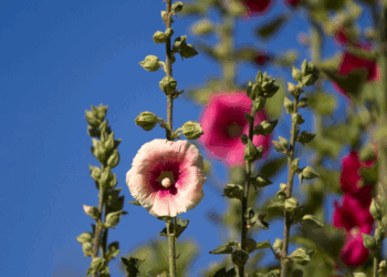 Met deze simpele truc bloeien je stokrozen elk jaar weer