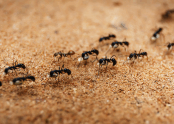 Met deze truc verjaag je snel mieren uit je huis én tuin! (Werkt echt)