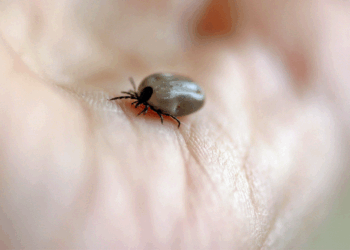 Veel mensen maken deze fout na het verwijderen van een teek: “Een kleine fout met grote gevolgen”