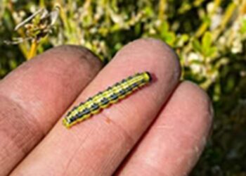 Kom jij dit insect tegen in je tuin? Meld het dan direct!