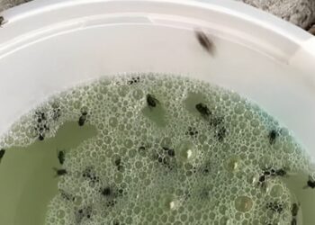 Met deze nieuwe truc ben je binnen no-time van die vervelende fruitvliegjes af!