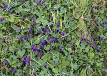 Aha: zo kom je van dat irritante hondsdraf af in de tuin