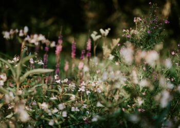 Dit is waarom onkruid juist goed is voor je tuin – laat het voortaan dus staan!