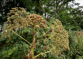 Let op: dit is waarom uitgebloeide reuzenberenklauw zo gevaarlijk is om aan te raken