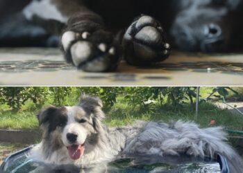 Waarschuwing voor alle hondenbezitters: je hond(en) lopen veel gevaar!