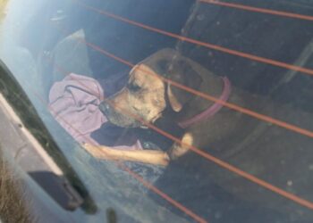Waarschuwing: Laat huisdieren nooit achter in een snikhete auto! De temperatuur loopt iedere minuut gigantisch op!
