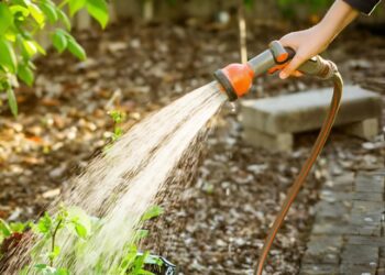 Tuinplanten verbranden wanneer ze water krijgen in de volle zon? Feit of fabel?