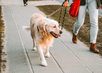 Let op: hierdoor kan een ‘gewone’ wandeling levensbedreigend zijn voor jouw hond!