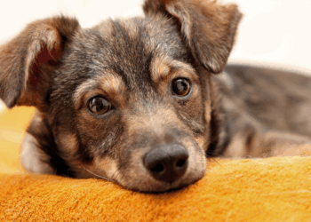 11 tekenen dat je hond mogelijk bijna aan het einde van zijn leven is