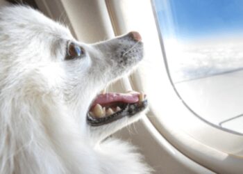 In Italië is het vanaf nu toegestaan dat honden en katten op een eigen vliegtuigstoel plaatsnemen.