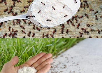 Zo raak je voorgoed van mieren verlost in huis en tuin – met middelen die echt effect hebben.