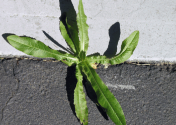 Dit is waarom onkruid juist goed is voor je tuin (en waarom je het beter niet meteen verwijdert)