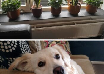 Pas op met deze alledaagse planten in huis — ze kunnen je hond in levensgevaar brengen