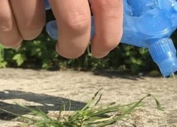 Strooizout tegen onkruid – een effectieve en eenvoudige oplossing