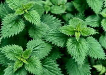 Brandnetels in de tuin? Zo kom je er van af – zonder je te bezeren