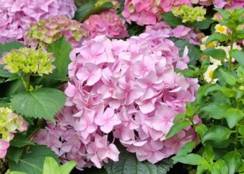 We geven hortensia’s al jaren verkeerd water, dit 10 seconden trucje zorgt ervoor dat ze niet verwelken