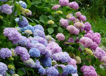 Geef je hortensia’s een boost met dit simpele huismiddeltje