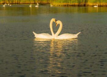 10 dingen die jouw ware liefde anders doet dan je exen…