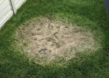 Je gras geel door het zwembad? Met deze simpele truc is je gras binnen no-time weer groen!