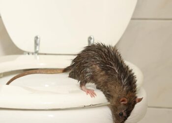 Kunnen ratten echt zomaar via je toilet binnenkomen? Dit is het verrassende antwoord