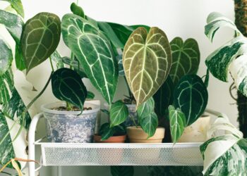 Langer dan een week op vakantie? Zo overleven je planten jouw afwezigheid