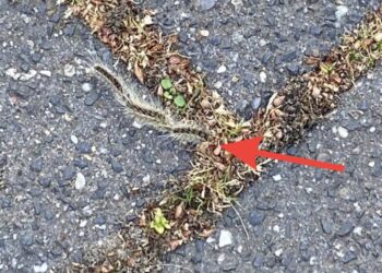 Waarschuwing: Nieuwe processierups ‘Kan fataal zijn’