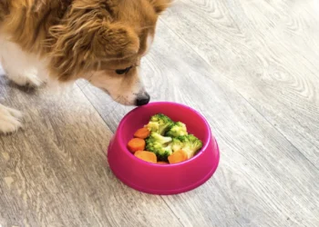 Deze 8 voedingsmiddelen maken je hond dolgelukkig