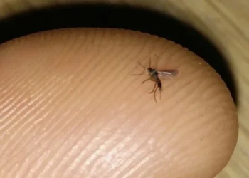 Oma weet raad: kleine vliegjes bij planten? Met deze 10 tips kom je ervan af!