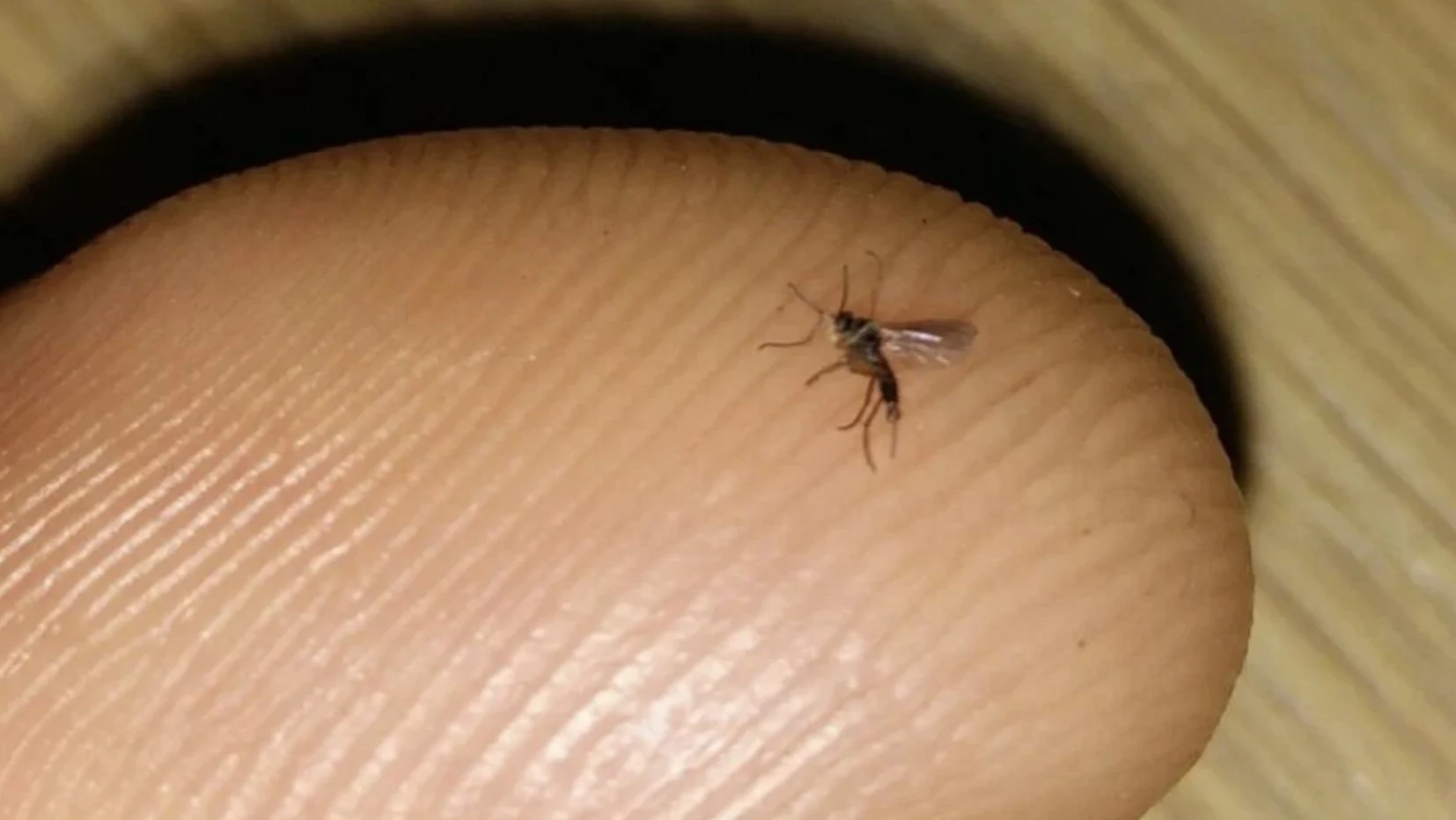 Oma weet raad: kleine vliegjes bij planten? Met deze 10 tips kom je ervan af!