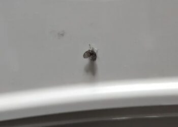 Vieze rioolvliegjes: Met deze truc heb je er nooit geen last meer van