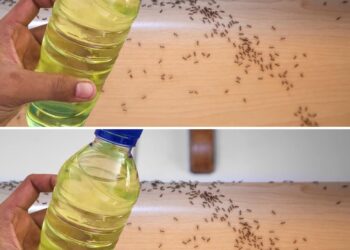 Spuit dit natuurlijke, zelfgemaakte afweermiddel en zeg binnen twee minuten vaarwel tegen vliegen en muggen