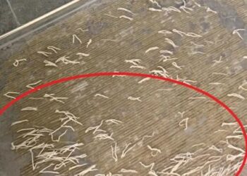 Vandaag werd iets heel vreemds aangetroffen op de badkamervloer.. Eerst leek het op wormen, maar de waarheid bleek schokkend..