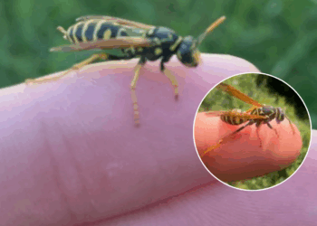 Met dit goedkope huishoudmiddeltje houd je wespen op afstand..
