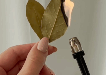 Zij steekt een laurierblad thuis aan. Dit heb ik nooit geweten!