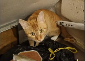 Hoe kan je zo zijn? Baasjes gaan 4 weken op vakantie dus sluiten kat op in meterkast