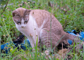 Kattentrainer onthuld: “Met deze simpele truc voorkom je dat katten in je tuin hun behoefte doen”