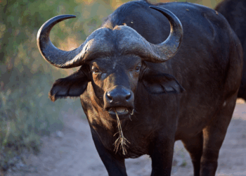 Miljonair gespiesd door buffel tijdens jacht: “Hij had veel ervaring, maar dit keer ging het fout”